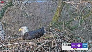 The Arconic eagle nest is okay!!