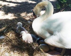 Beloved New York swan babies rescued after mother was eaten by family, police say