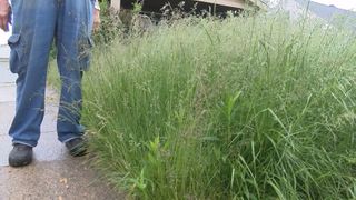  Carbon Cliff: Maintain overgrown grass in ditches 