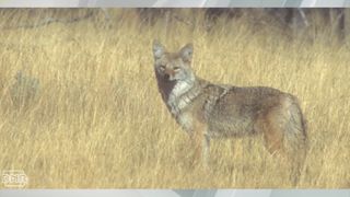 Illinois bill could ban wildlife-killing contests