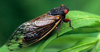 When will the cicadas leave Iowa and Illinois?
