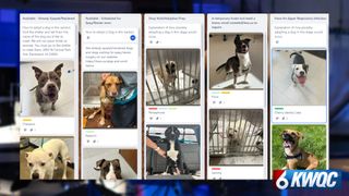  Humane Society of Scott County hits ‘breaking point’ dogs facing euthanasia, center says 