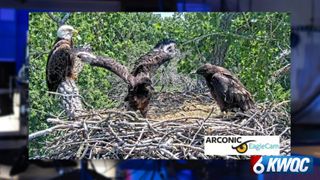 Arconic Eagle Cam’s eaglet Clark passes away, officials say