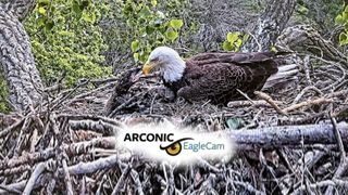 Arconic eaglet Clark dies