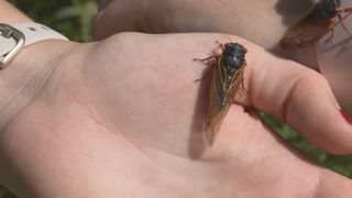 Wapsi River Center staff sees large emergence of Cicadas at facility