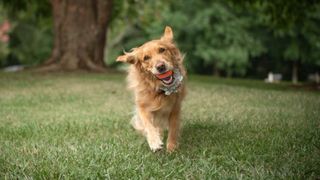  Help raise money for dog park improvements at Clinton Furry Scurry event 