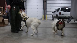 Meet the QC Bomb Squad dogs that sniff out the threat of explosives