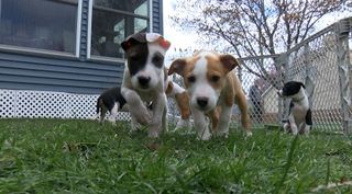 11 cases of Parvovirus confirmed in Bettendorf puppies