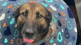  Rockford police share update on injured K-9 officer