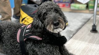 QCA therapy dog Chuck honored with tree planting
