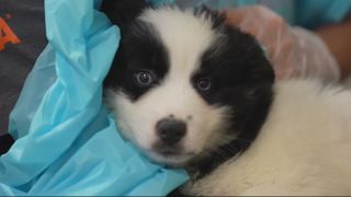 New handbook helps law enforcement respond to Iowa animal-welfare complaints