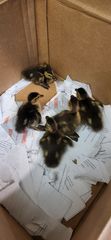 Davenport Police rescue ducklings from train tracks