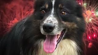 Tips to keep you and your pets safe around fireworks