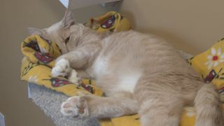  Shelter hosts Comfort ‘n Cuddle night to help animals during fireworks