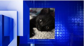 Name your adoption fee on National Kitten Day at QCAWC, Milan