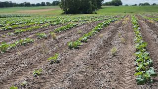  This Iowa farmer planting pumpkins and rye says new method benefits both him, consumers