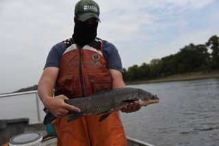 Bounty offered for catching black carp in Mississippi River