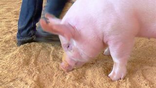 Special friends show pigs at the fair with Bacon Buddies
