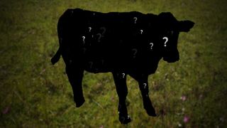 Whiteside County Stolen Steer: Our QC Crime Watch Episode 34