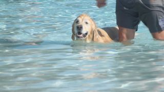 Doggy Splash at The Landing marks the end of summer 