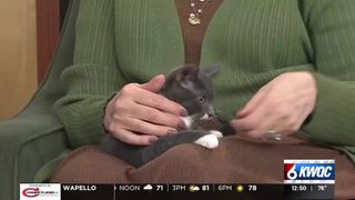  Tuesday’s adoptable pet: Meet ‘Shrek’