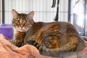 Davenport eyes allowing trap, neuter, release program for stray cats