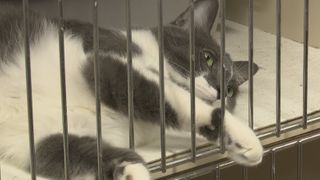  Local pet owners surrender animals at record numbers amid shutdown, rising costs
