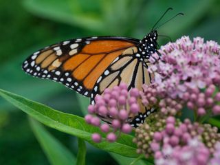 Trump administration seeks to roll back protections for imperiled species and habitat