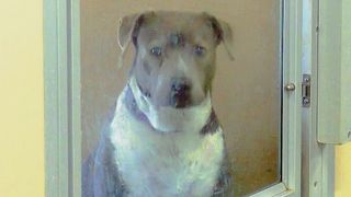 Clinton ends contract negotiations with Humane Society