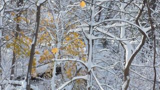 Weather for this Festival of Trees parade much different than ten years ago