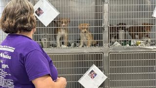  It Takes a Village Animal Rescue to close its doors, citing financial challenges