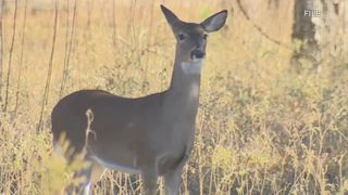  Iowa DNR provides safety tips for deer hunters this upcoming shotgun season 