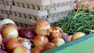 QC gardeners surpass donation goal by nearly 60,000 pounds of produce