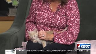  Tuesday’s adoptable pet: Meet Gru