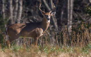 Illinois hunters harvest fewer deer in first part of firearm season