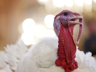 How the turkey trotted its way onto our Thanksgiving tables — and into our lexicon