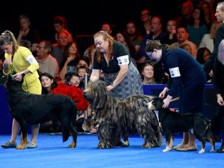 Soleil, a Belgian sheepdog, takes Best in Show at the National Dog Show