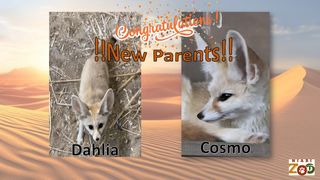 Niabi Zoo, Coal Valley, announces births of four Fennec Foxes (see the babies here)