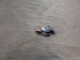 A bright spot for turtles: Olive ridleys are recovering in India, but still at risk
