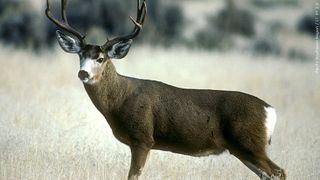  Iowa’s 25-year wildlife action plan open for public comments 