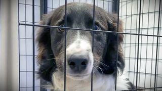 Muscatine Police Department updates procedures for animal control