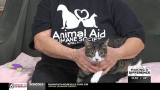  Tuesday’s adoptable pet: Meet Romeo