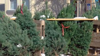 Davenport Noon Optimist Club's Christmas tree sales down from storms