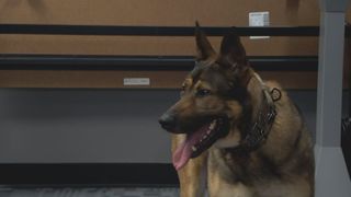  Peoria fire dogs help the department detect arson