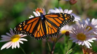  Scientists track monarch butterflies with tiny radio tags