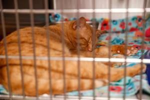 Davenport City Council approves trap, neuter, release program for stray cats