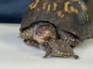 For 50 years, Rockalina the turtle lived on a kitchen floor. Now she has a new friend