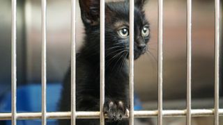  It Takes A Village receives grant to support donation-based, spay, neuter clinics 