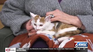  Tuesday’s adoptable pet: Meet Butterscotch