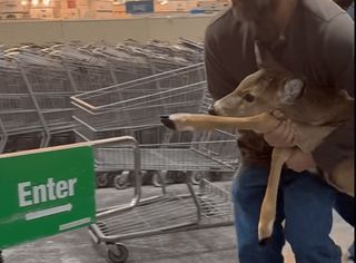 Deer tries holiday shopping at Menards, Moline